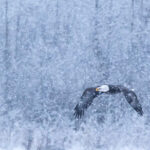 Adler-Fotografie mit Profi-Fotograf Beat Glanzmann Winter Nordamerika
