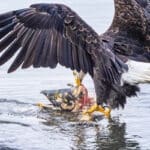 BJ eagle eating salmon, Alaska/Canada