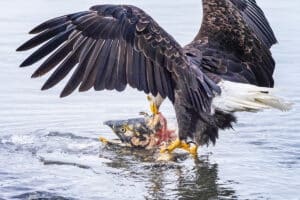 BJ eagle eating salmon, Alaska/Canada