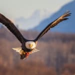 BJ flying eagle at Chilkat Valley on a photography tour in winter at Haines, Alaska