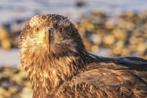 BJ Bald eagle at Chilkat Valley Alaska