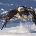 BJ Bald eagle in Alaska, Glanzmann Tours Yukon