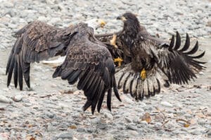 Chilkat Valley Action Photography of fighting eagles