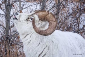 Dall Sheep Ram Kluane Mountain Yukon Canada in root