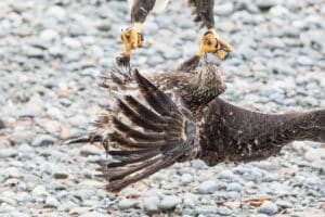 Adler im Flugkampf Actionfoto Beat Glanzmann Alaska USA