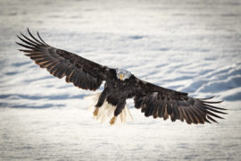 Adler Eagle Alaska