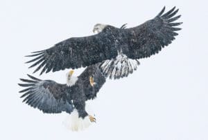 Fighting Eagle Viewing and Photography