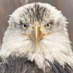 Adler Fotoreise Blickfang Haines Chilkat am Lachsfluss