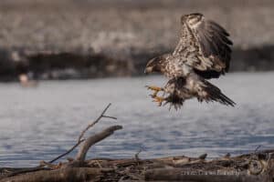 Eagle photography tour and workshop, Glanzmann Tours, Yukon / Alaska