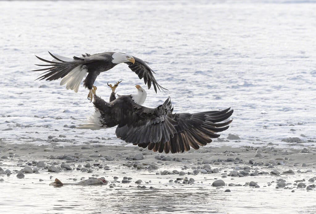 Eagles fighting at Chilkat Valley Alaska North America