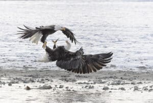 Adler kämpfen im Chilkat Valley Alaska Nord Amerika Fotoreisen