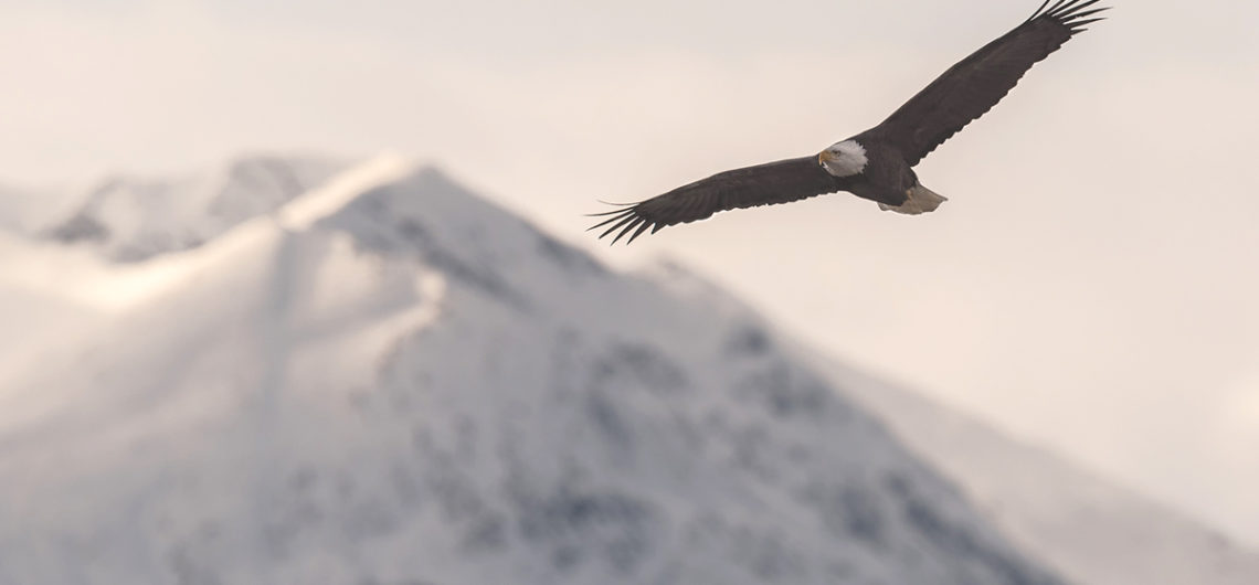 Adler in der Wildnis Kanadas – Winter-Reise-Erlebnis