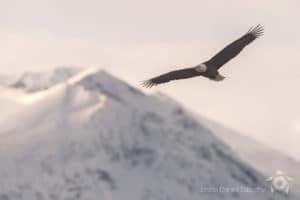 Flying eagle in winter canadian wilderness