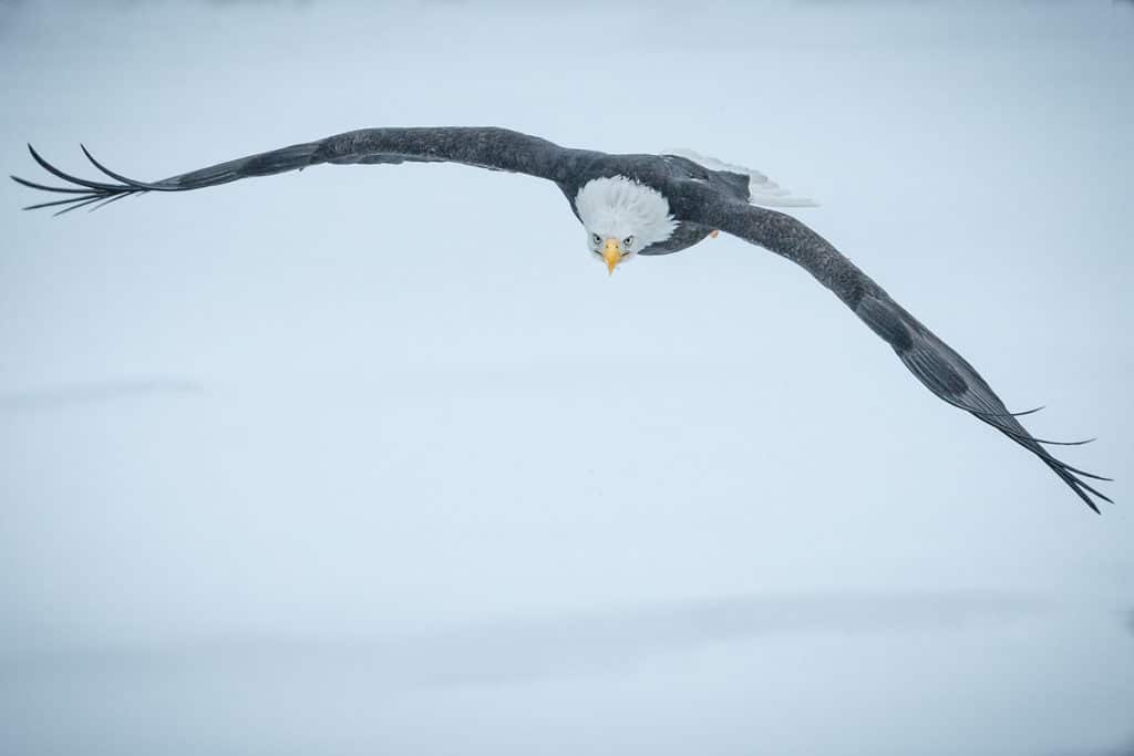 Bald Eagle Chilkot Valley Alaska Bird in Flight approching