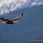Daniel Sabathy Bird photography, flying Bald eagle