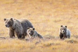 Tours Grizzly Bear Indian Summer Photography professional Photographer