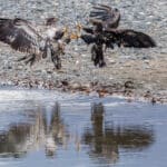 Young Bald Eagles fighting for salmon Haines Alaska