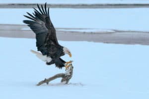 Bald Eagle Landing at Chilkat River Haines Alaska Photo Beat Glanzmann